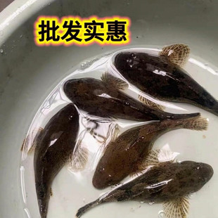 优质笋壳鱼鱼苗活体淡水养殖冷水鱼观赏鱼可食用鱼凶猛肉食路亚鱼
