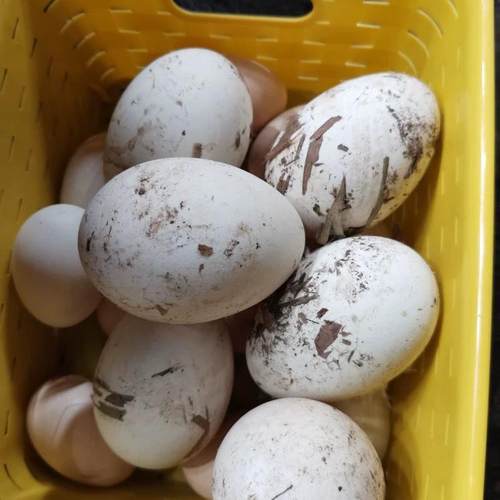 重庆四川土鹅蛋新鲜6枚孕妇去胎毒湿气农家放养特大老鹅蛋初生蛋