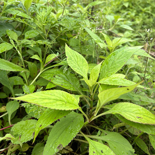 苦菜新鲜现摘苦夹菜苦斋婆清凉下火野菜2斤 包邮