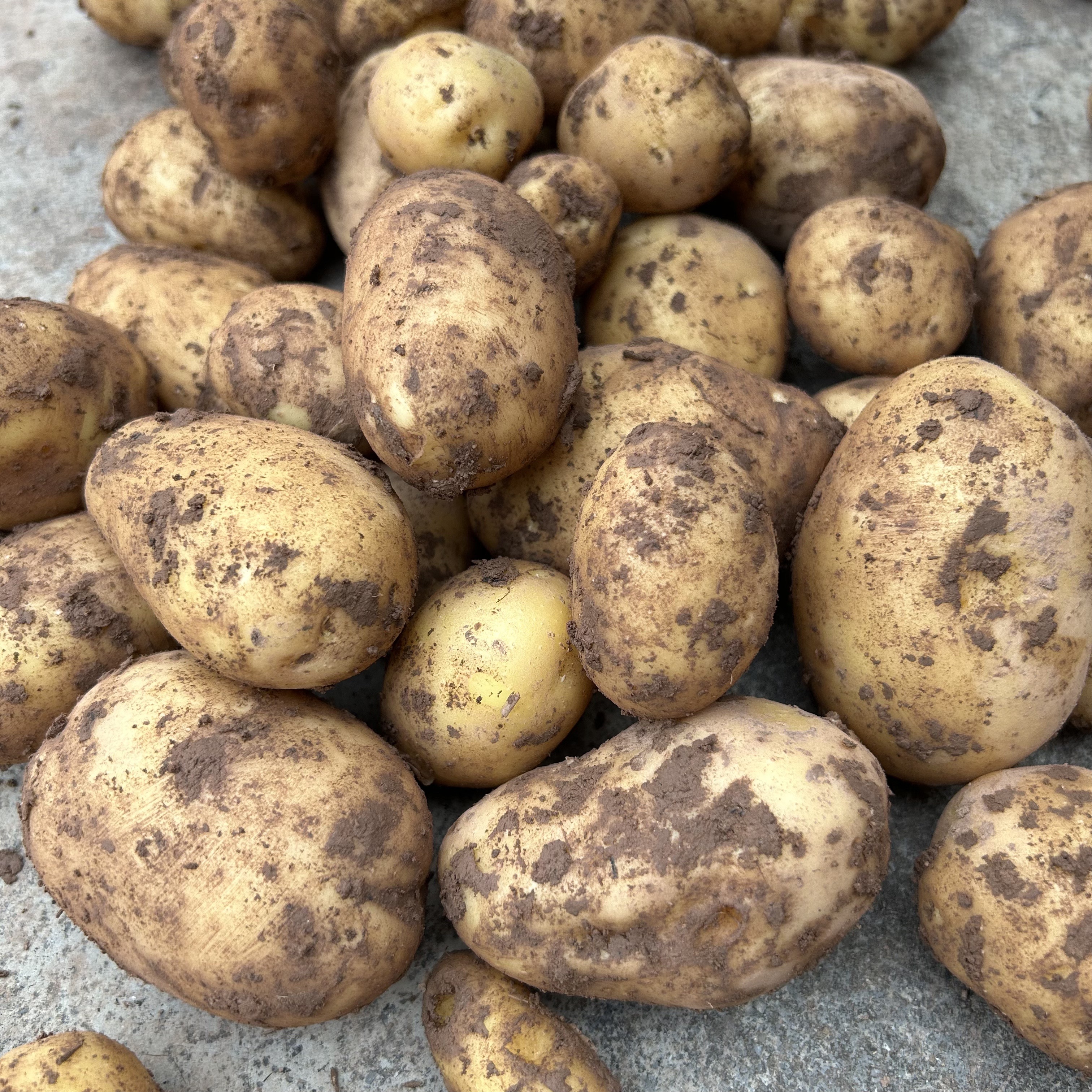 新鲜现挖小土豆洋芋重庆农家自种白心黄心马铃薯新鲜蔬菜5斤包邮