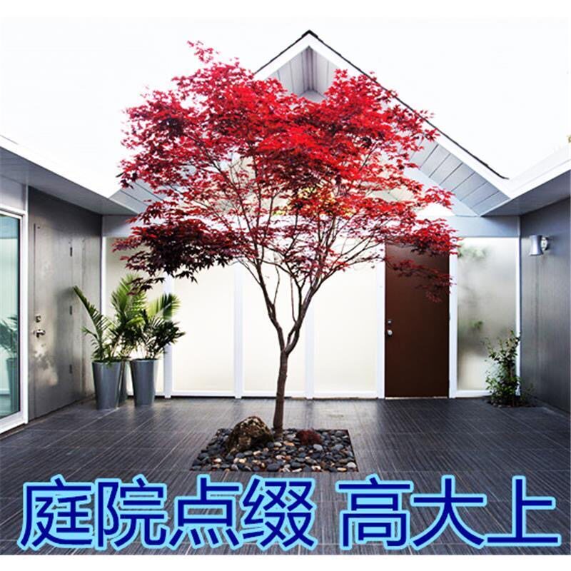 红枫树苗美国红枫日本红枫中国红枫红枫小苗盆栽地栽庭院绿化树木图片