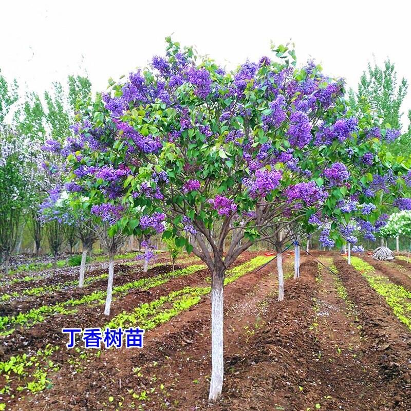 紫丁香树苗当年开花浓香耐寒