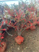 北美冬青盆栽老桩带果室内客厅喜庆年宵花卉红果基地直发耐寒