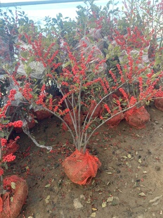 北美冬青盆栽老桩带果室内客厅喜庆年宵花卉红果基地直发耐寒