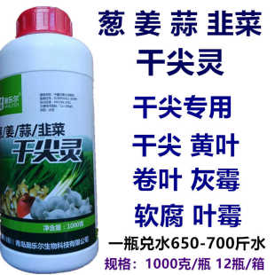 葱姜蒜韭菜干尖灵大葱大姜大蒜韭菜干尖黄叶卷叶增产粗壮叶面肥料