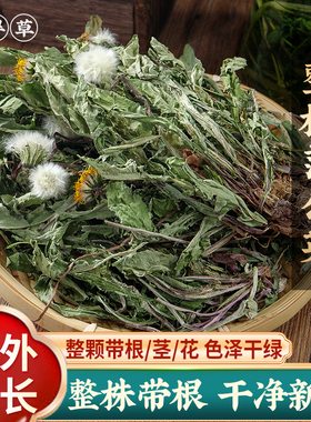 大别山野生蒲公英整根蒲公英茶新鲜浦公英根正品蒲公英根500g包邮