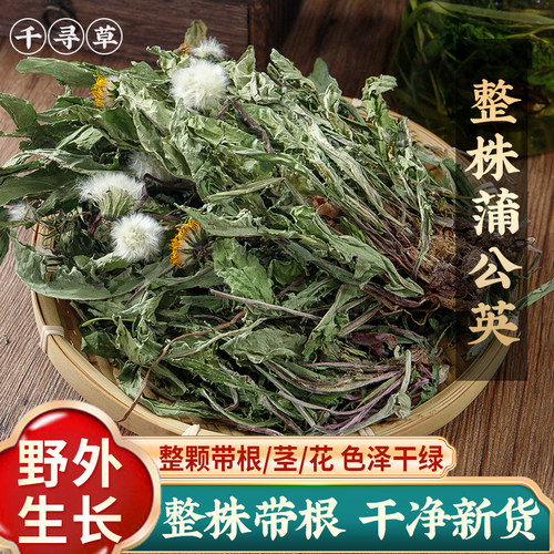 大别山野生蒲公英整根蒲公英茶新鲜浦公英根正品蒲公英根500g包邮