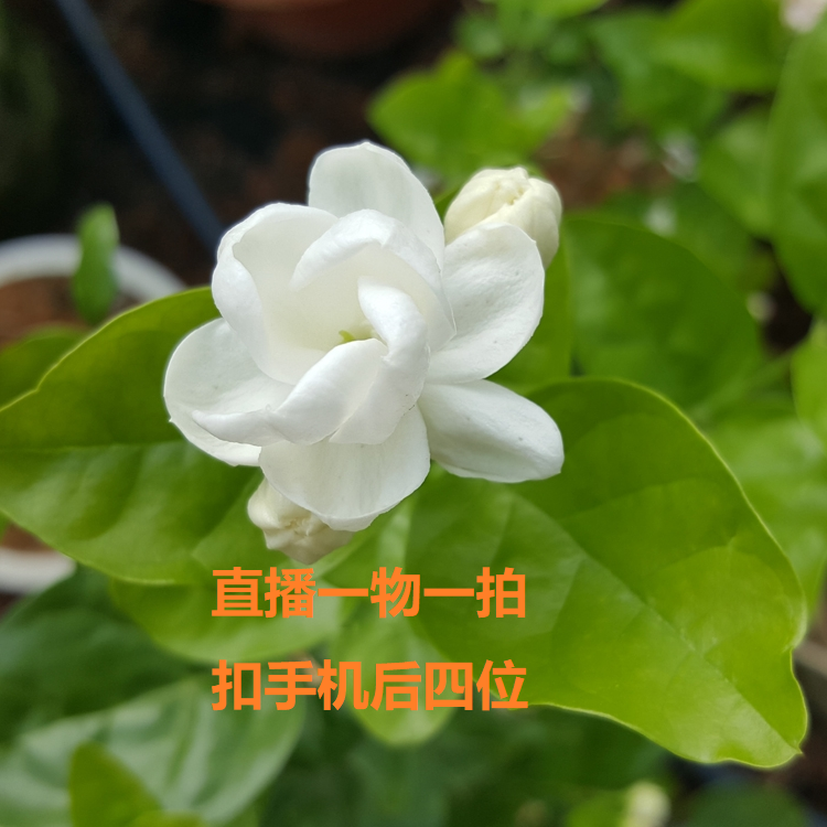 横县重瓣茉莉花盆栽老桩带花苞好养活木本植物盆栽花卉一物一拍 鲜花速递/花卉仿真/绿植园艺 时令草本花卉 原图主图