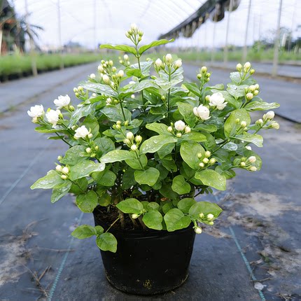 15元1束重瓣茉莉花原土盆栽育苗袋带叶阳台庭院好养活