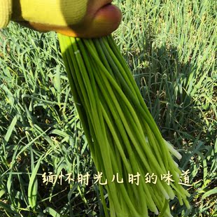 【顺丰京东包邮】四川白帽蒜苔农家新鲜菜汉源蒜苔蒜薹青蒜应季