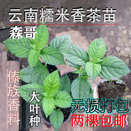 销量过千浓香糯米香茶苗7年老店