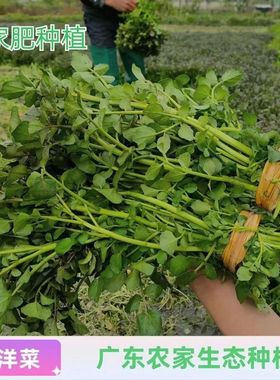 新鲜西洋豆瓣菜广东潮汕农家野生自种绿色蔬菜现摘现发产地直销