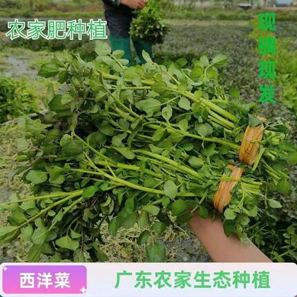 新鲜西洋豆瓣菜广东潮汕农家野生自种绿色蔬菜现摘现发产地直销