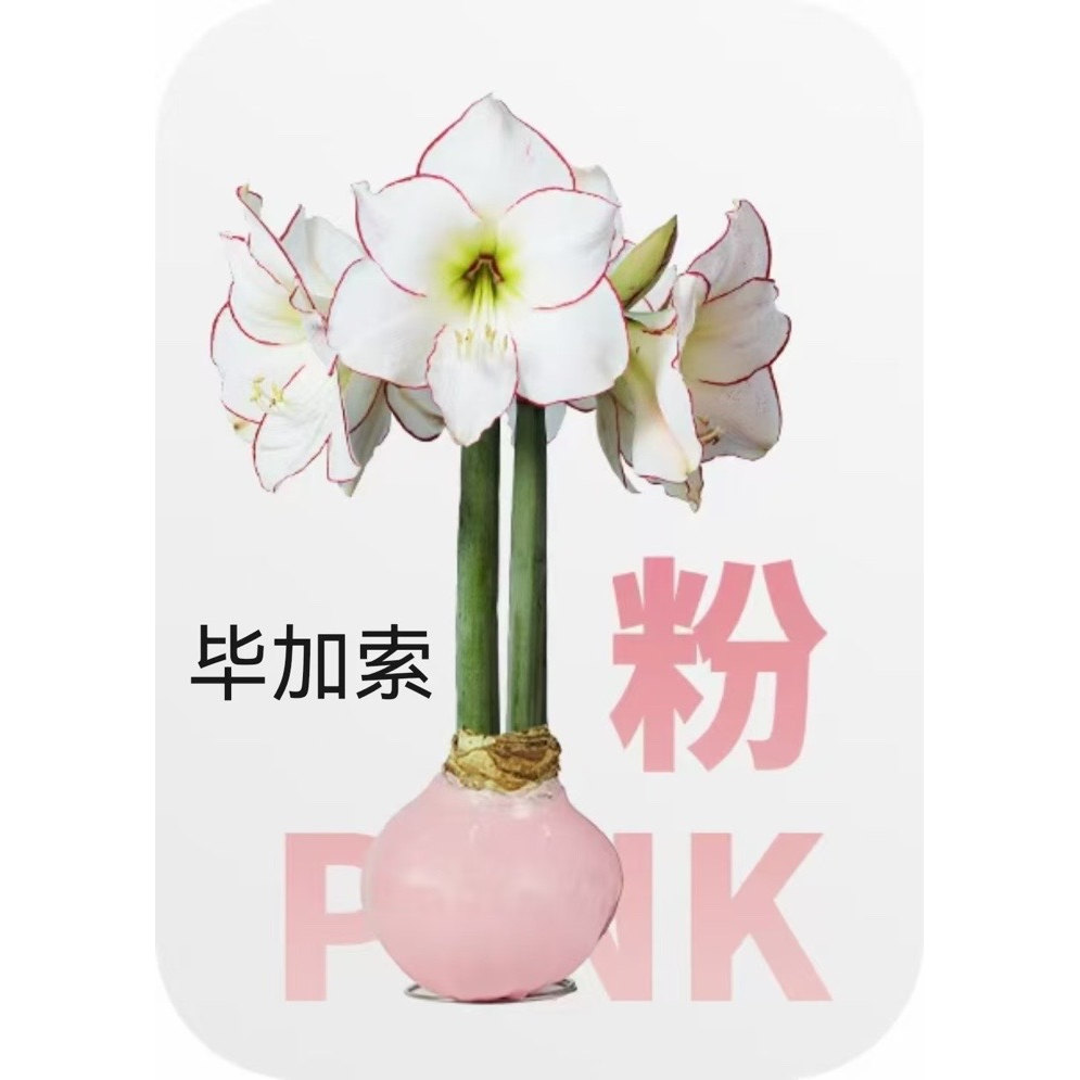 进口紫色王炸大花葱鲜花家居办公插花水养花期长节日送花花期长
