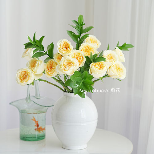 渐变双色高级奥斯汀奶油花园玫瑰