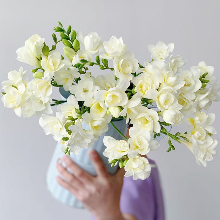 放置玄关满屋飘香白色香雪兰鲜花