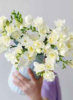放置玄关满屋飘香白色香雪兰鲜花