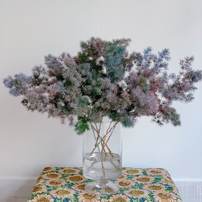 喷绘梦幻色蓬莱松鲜切花云南直发家用办公插花水养植物花期长送人