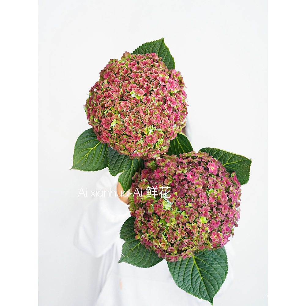 稀有高级秋红色重瓣绣球花鲜花