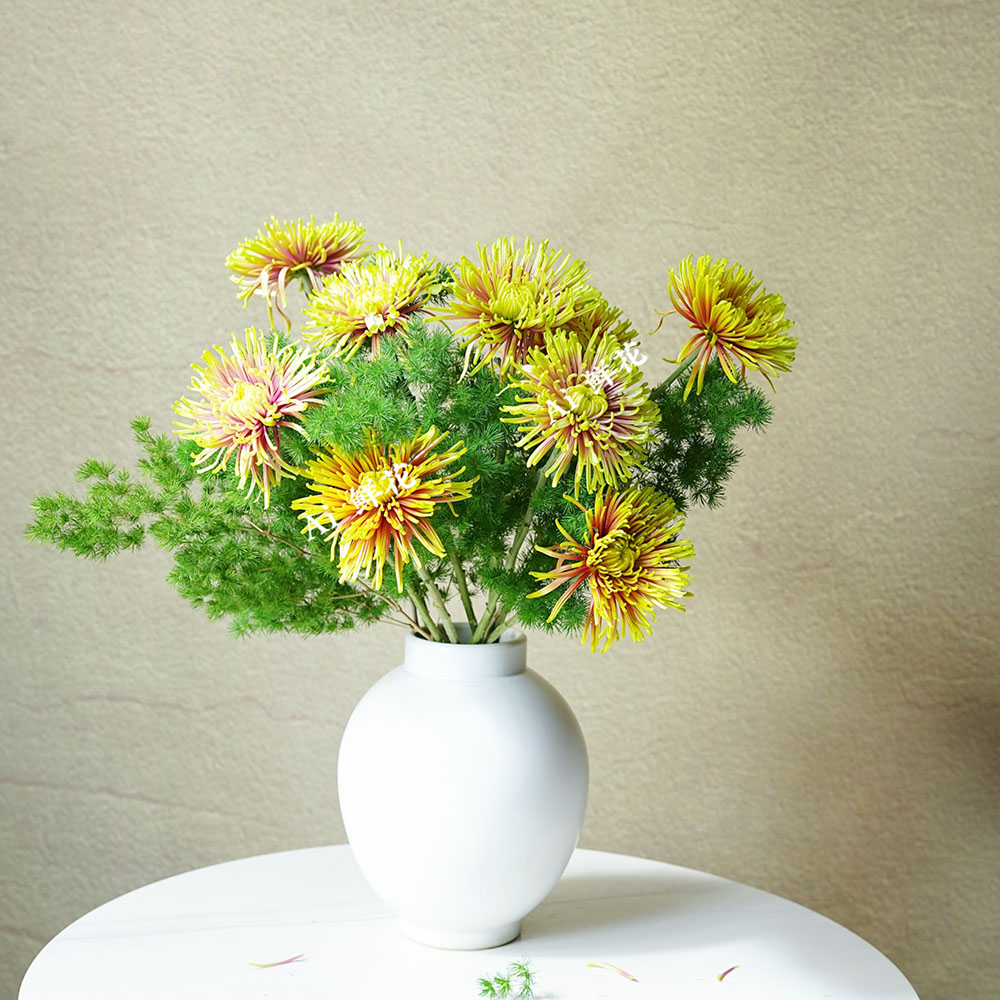 璀璨夺目好养双色月神烟花菊鲜花