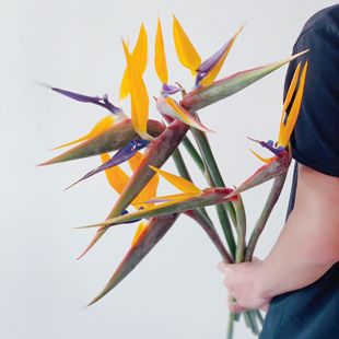 天堂鸟鹤望兰鲜花气质艺术高贵典雅花期长云南昆明顺丰空运发货