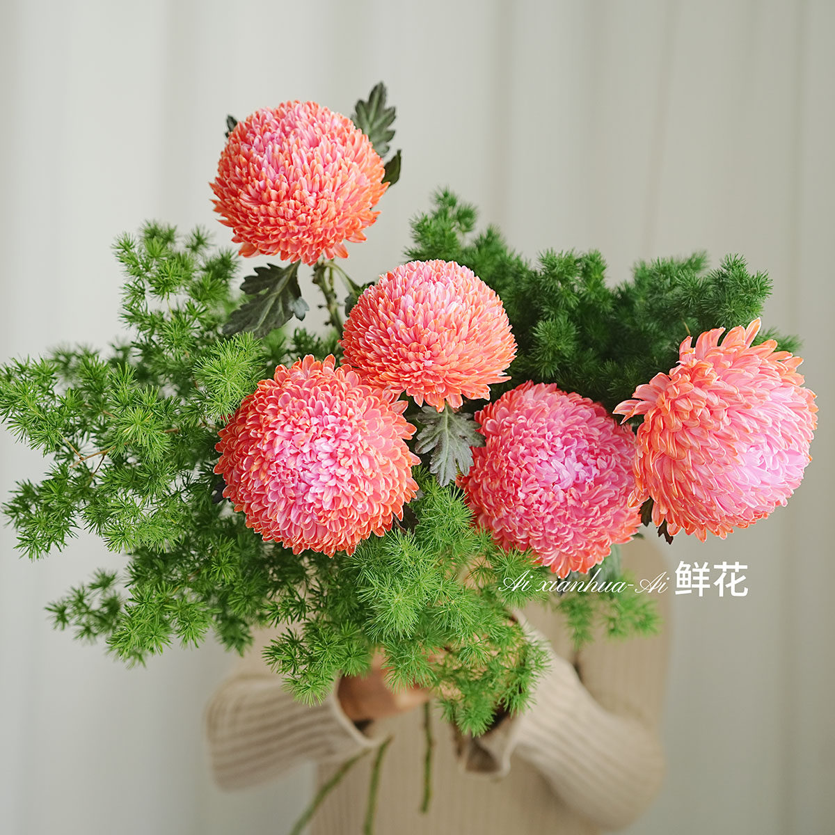 秋冬氛围色珊瑚橘红色牡丹菊鲜花