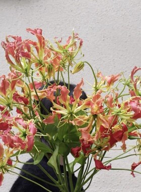 奇花异草高端花材嘉兰百合鲜花
