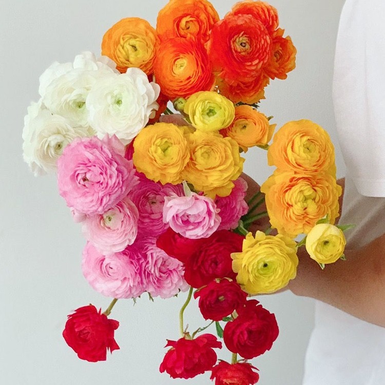 混色多色洋牡丹鲜花插花水养送花