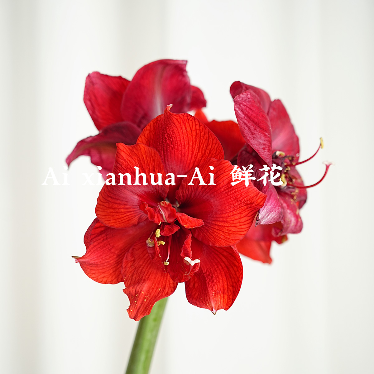 进口超绝红色朱顶红鲜花家居插花