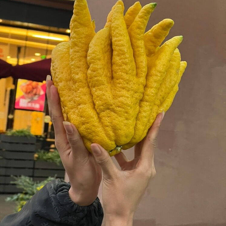 天然香熏招财开运黄色佛手柑家居装饰摆件真果花期超长节日送人