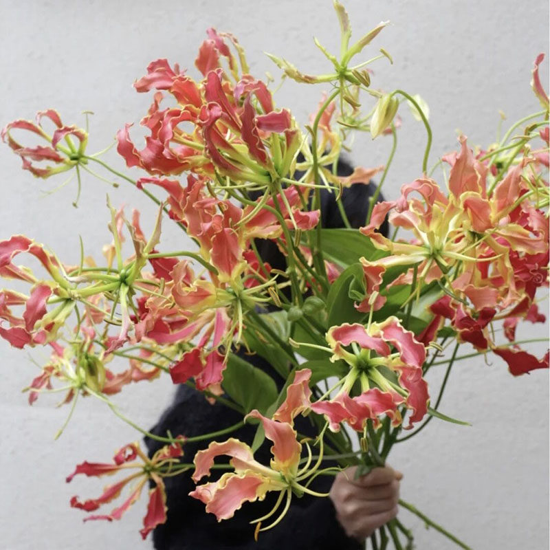 爱极了这张牙舞爪的生命力进口红橙色嘉兰百合鲜花家居插花空运,鲜花速递/花卉仿真/绿植园艺,花材,淘宝优惠券,粉丝福利购,淘宝优惠卷