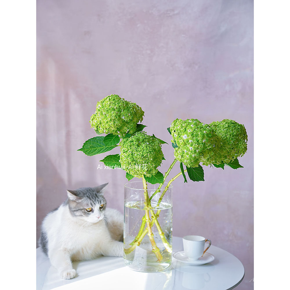 哥伦比亚进口半球形清新迷你绿色绣球鲜花插花水养云南直发送花