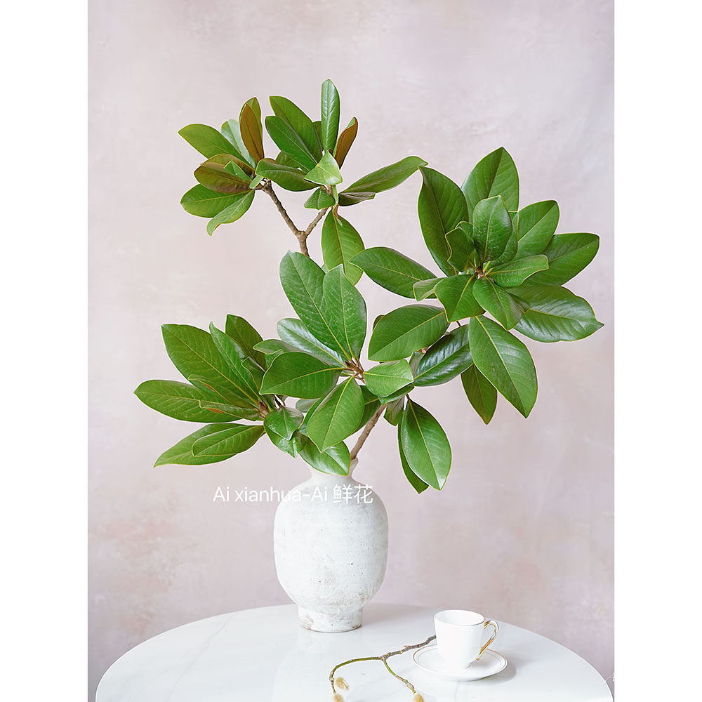 ins高级感广玉兰鲜切枝插花水养