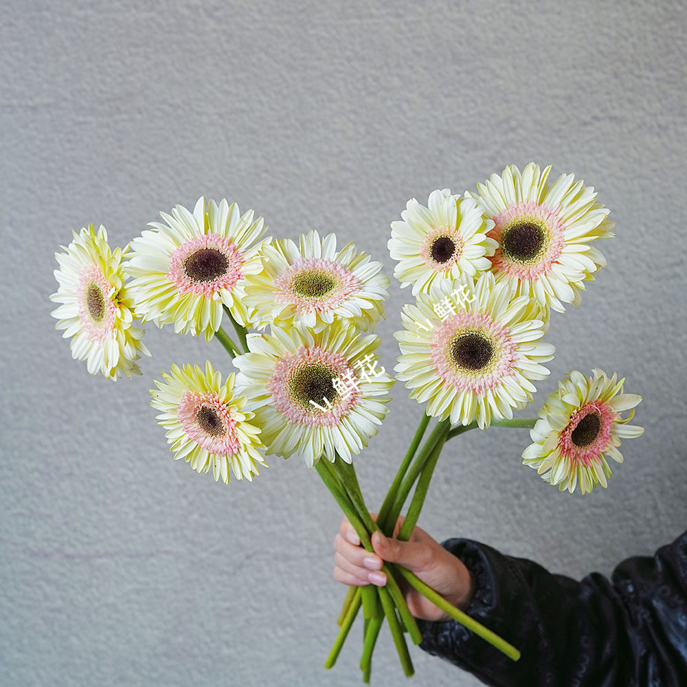 奶油色花瓣粉色花心甜心扶郎花鲜花家居办公插花水养云南直发送花