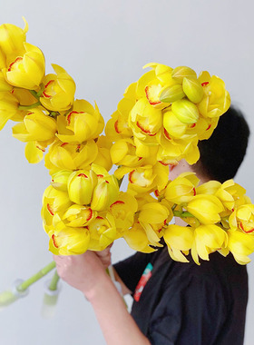 冬季专属人间富贵花暖心黄色大花蕙兰鲜花插花水养云南直发惠兰