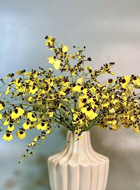 高级小众熊猫配色跳舞兰鲜花家居