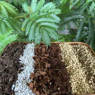 家与禾【密叶猴耳环专用土】疏松透气细颗粒基质介质成株泥炭土