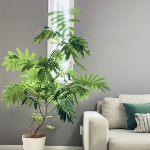 家与禾【密叶猴耳环】小苗室内外热植盆栽ins籽播喜阳耐阴小豆树