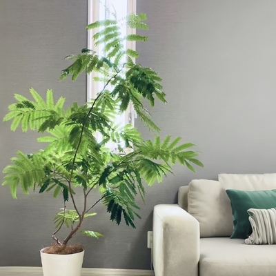 密叶猴耳环室内绿植常青软装