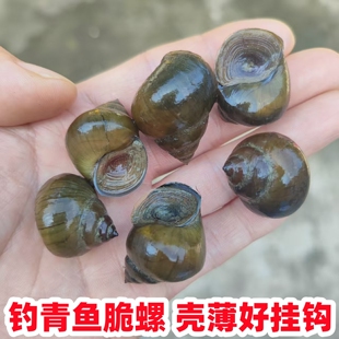 脆螺钓鱼螺钓青鱼脆螺鲜活田螺活体螺蛳青鱼饵黑鲩乌青打窝石螺