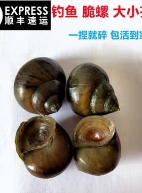 顺丰快递脆螺钓青鱼鱼饵螺鲜活田螺活体螺蛳青鱼饵黑鲩青打窝石螺