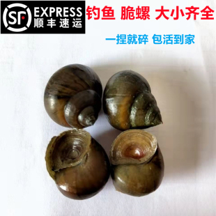 顺丰快递脆螺钓青鱼鱼饵螺鲜活田螺活体螺蛳青鱼饵黑鲩青打窝石螺