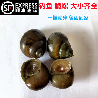 顺丰快递脆螺钓青鱼鱼饵螺鲜活田螺活体螺蛳青鱼饵黑鲩青打窝石螺