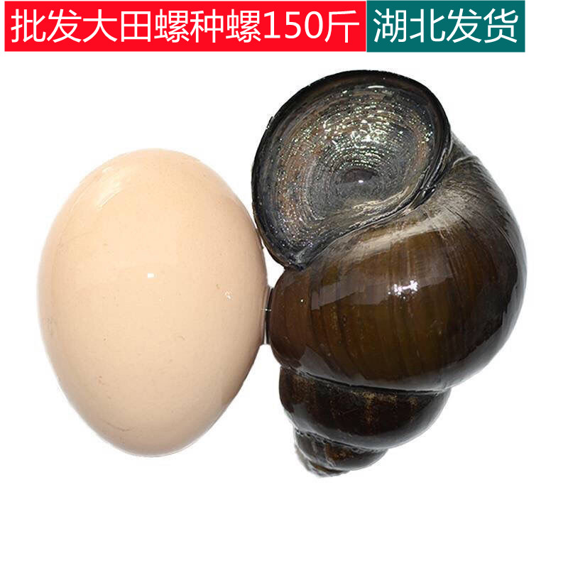 150斤鲜活大号田螺种苗淡水养殖大种螺泥螺石螺蛳粉螺丝肉