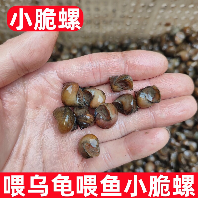 脆螺钓鱼螺钓青鱼脆螺鲜活田螺活螺蛳青鱼饵黑鲩乌青打窝石螺