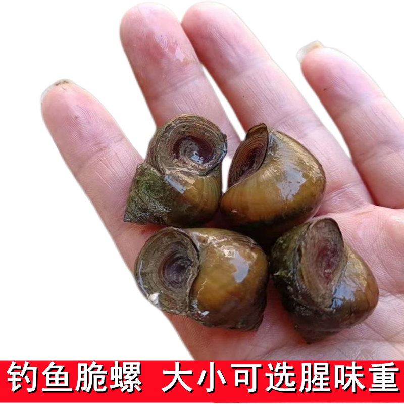 大青钓鱼螺钓青鱼脆螺鲜活田螺活体螺蛳青鱼饵黑鲩乌青打窝料石螺