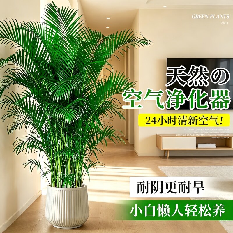 大型2米绿植盆景富贵椰子树招财好养散尾葵室内客厅吸甲醛凤尾竹