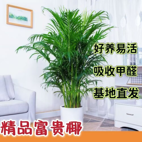 2米富贵椰子大型绿植30天包售后
