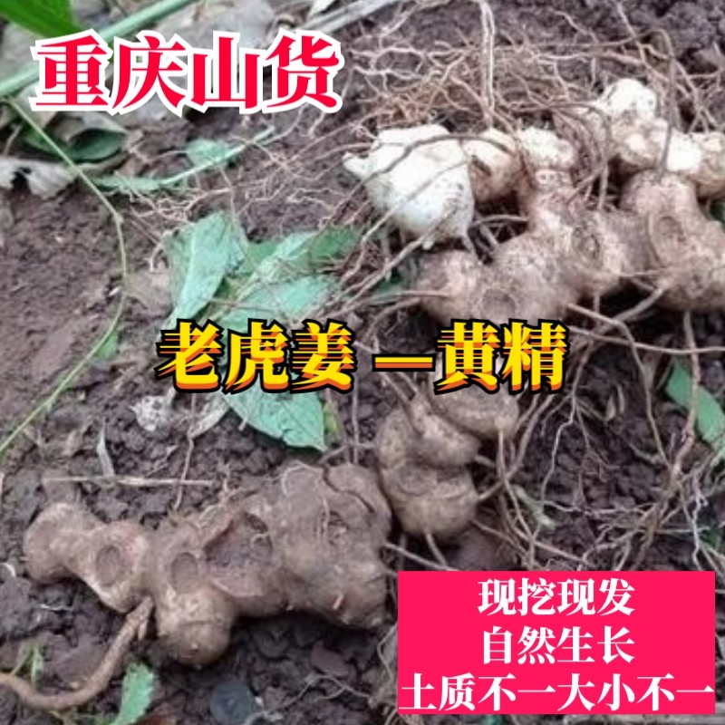 重庆新鲜1斤现挖现发黄精猫儿姜老虎姜3-8年多花鸡头泡酒泡茶包邮