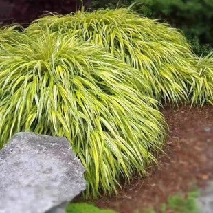 花叶箱根草 日本知风草阳台庭院室内盆栽植物耐热耐寒包邮